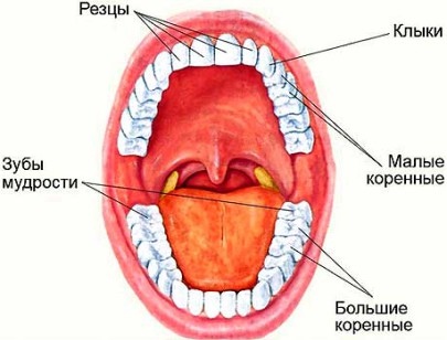 Зубной Человек Фото