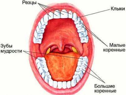 28 Зуб Где Находится Фото